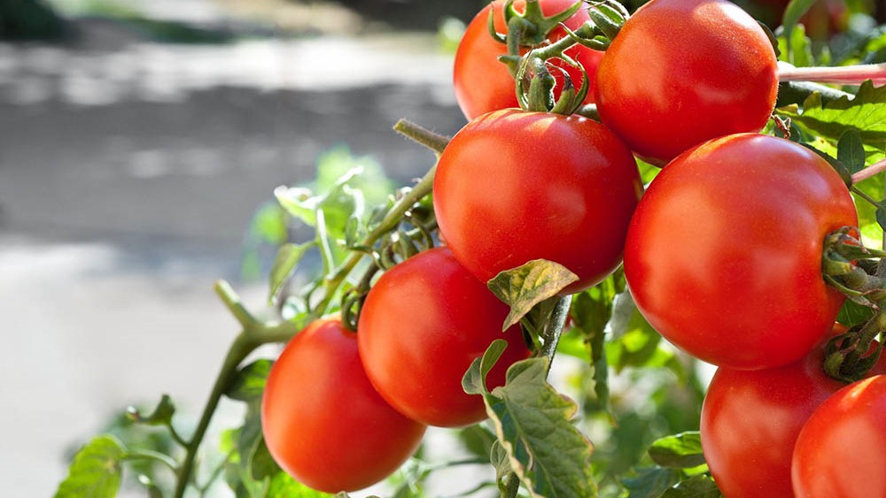 ripe tomatoes